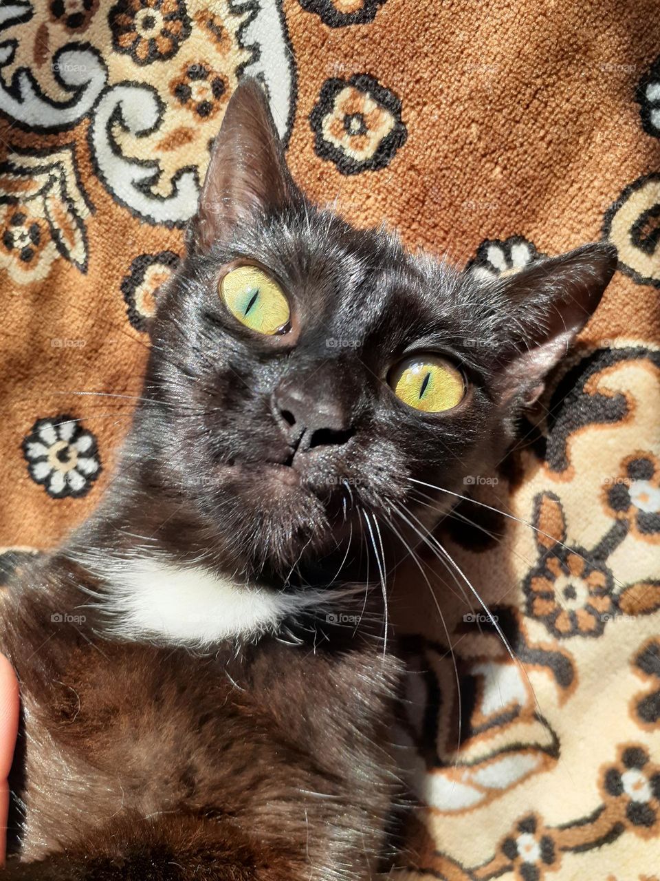 funny portrait of a domestic black cat with an unusual face expression