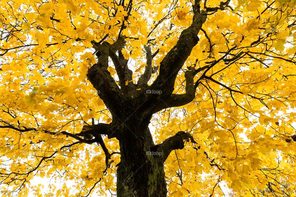 Looking up on a maple tree with beautiful colorful yellow leaves in the fall 