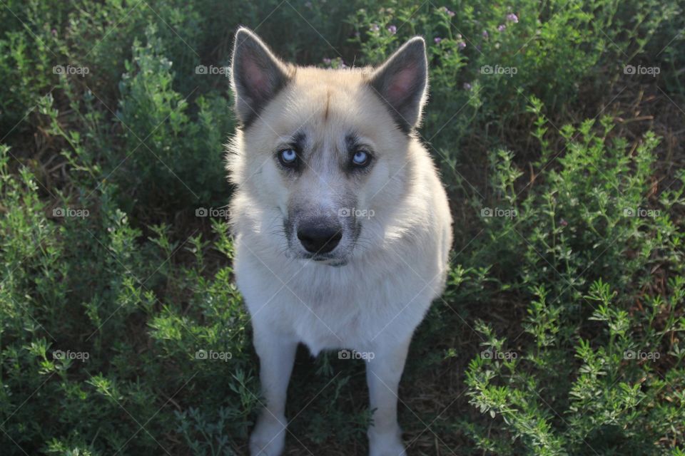 Farm dog 