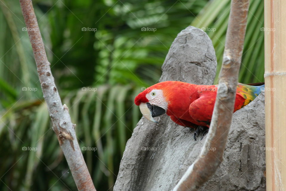 peekaboo macaw