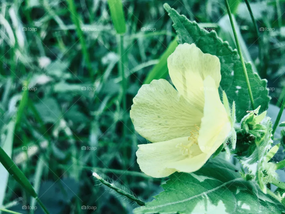 Flores 