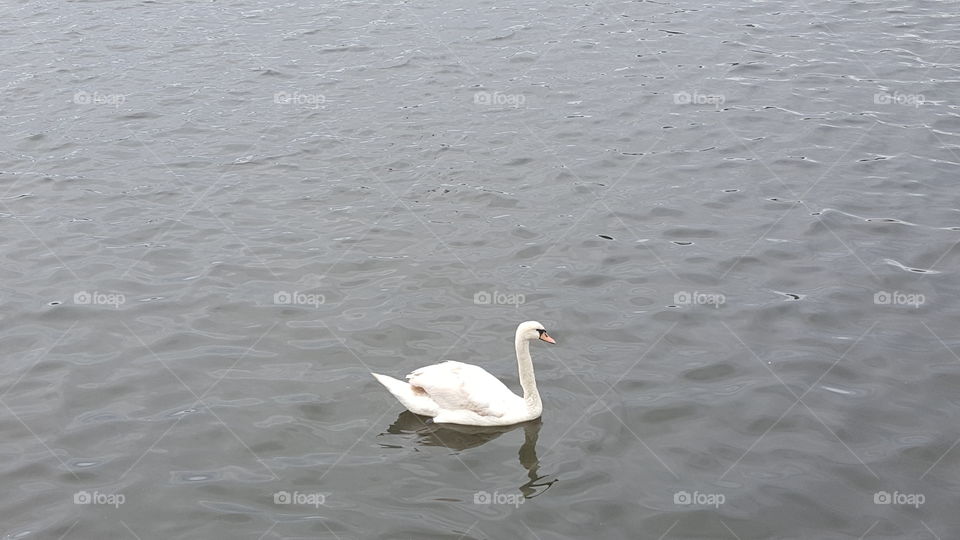 Swan