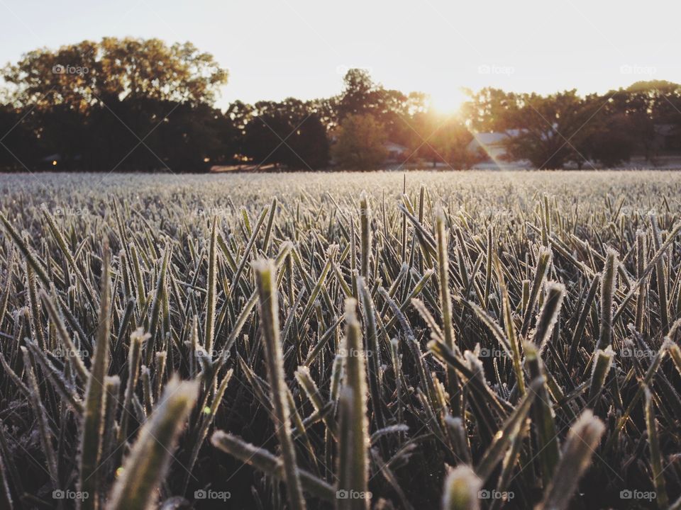 Morning frost