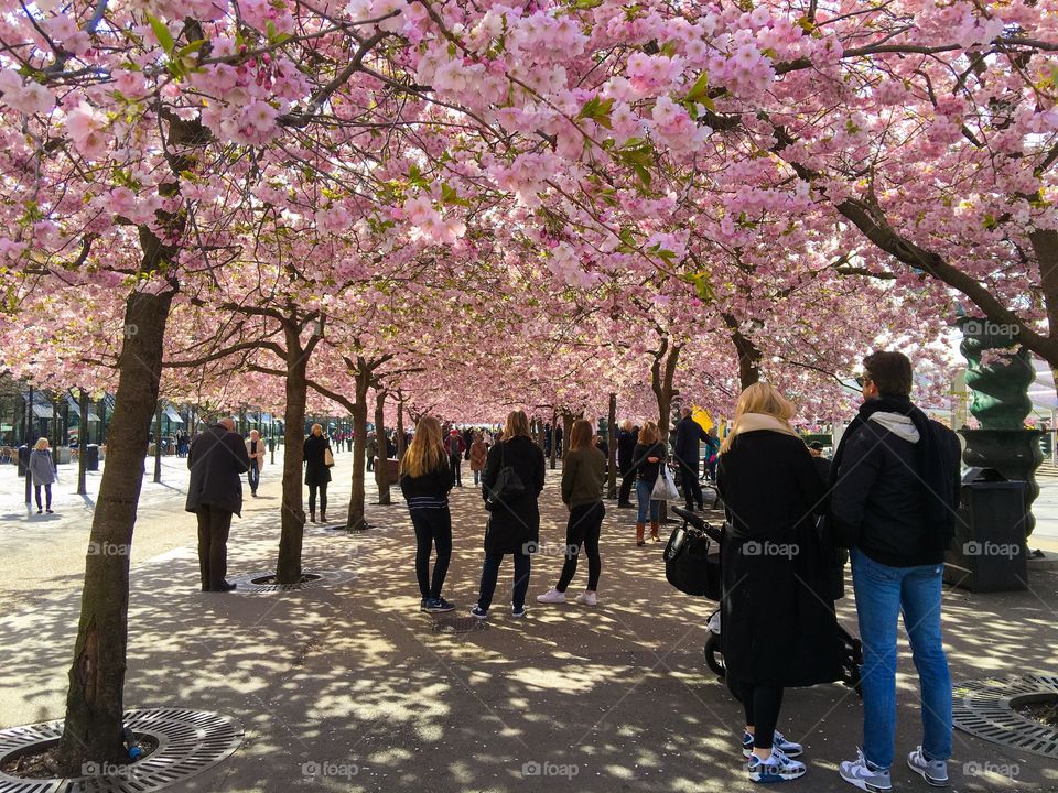 Kungsträdgården, Stockholm