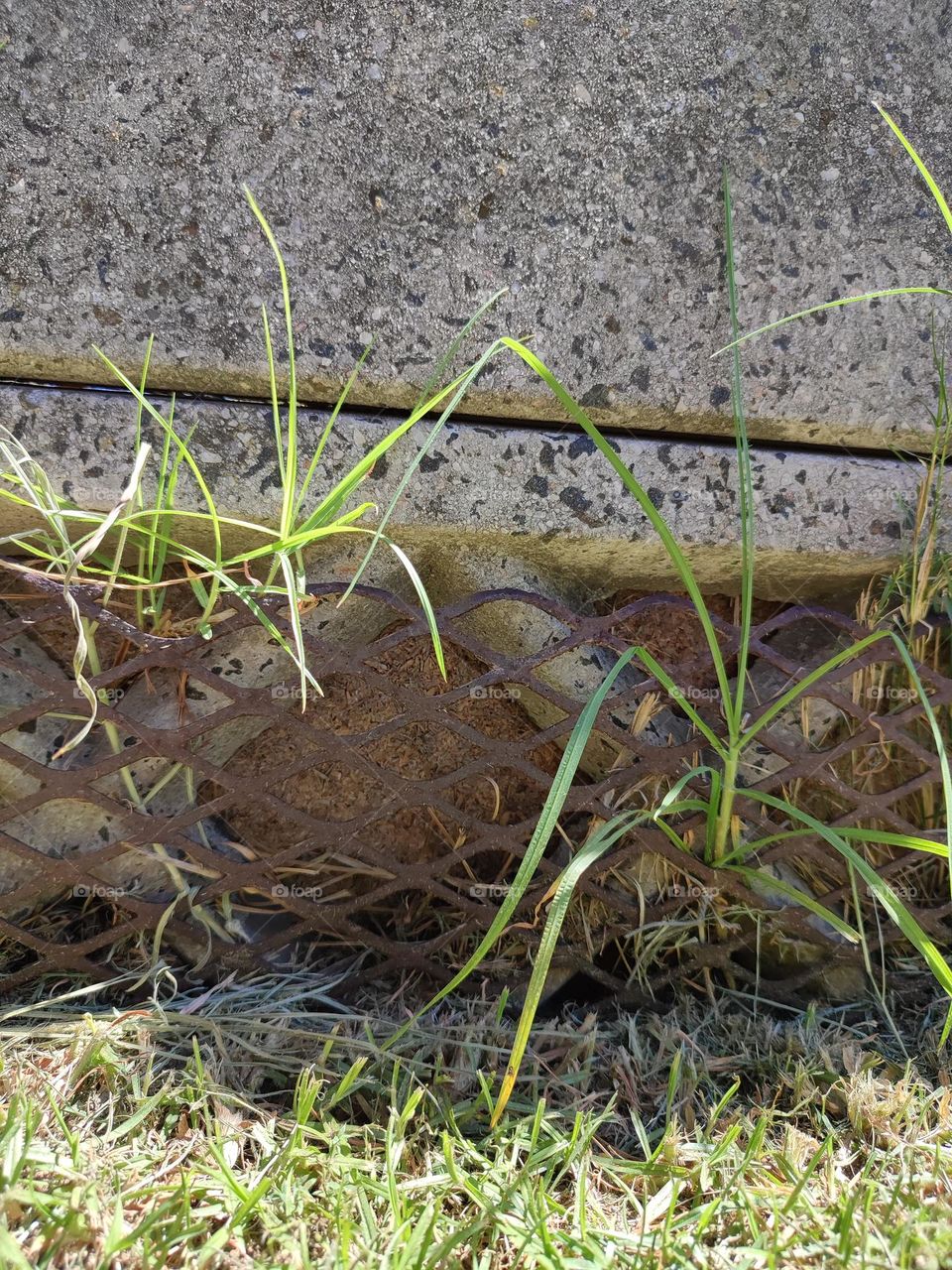 Grass growing through a metal frame