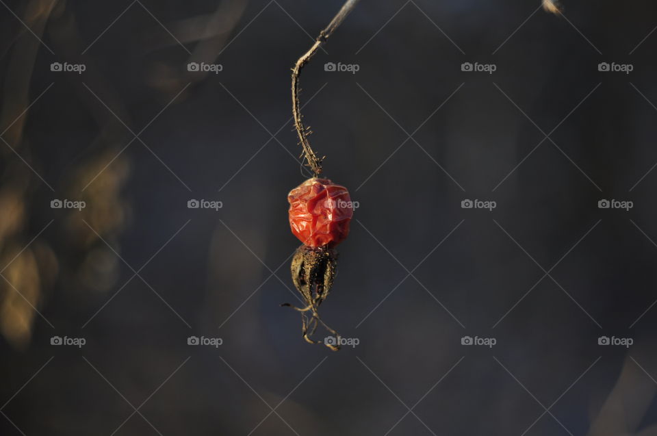 Frozen dry rose hips