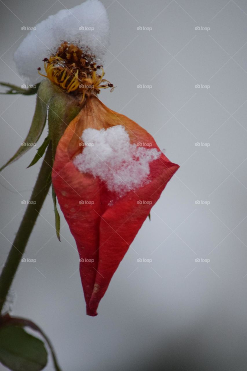 Snow on a rose