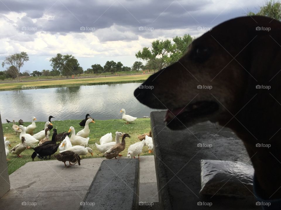 Wiener dog relaxes on concrete table, while visiting with ducks at the lake. 