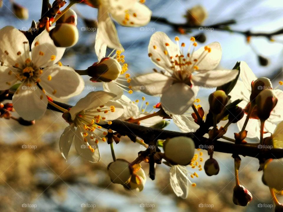 Spring blossoms