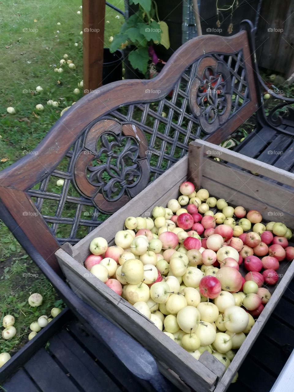 Plenty of matured apples in a wooden box on the patterned iron bench in the garden. The seat is made of iron and wood and has curvy patterned back with crisscross. Some fruits have fallen to the grass.