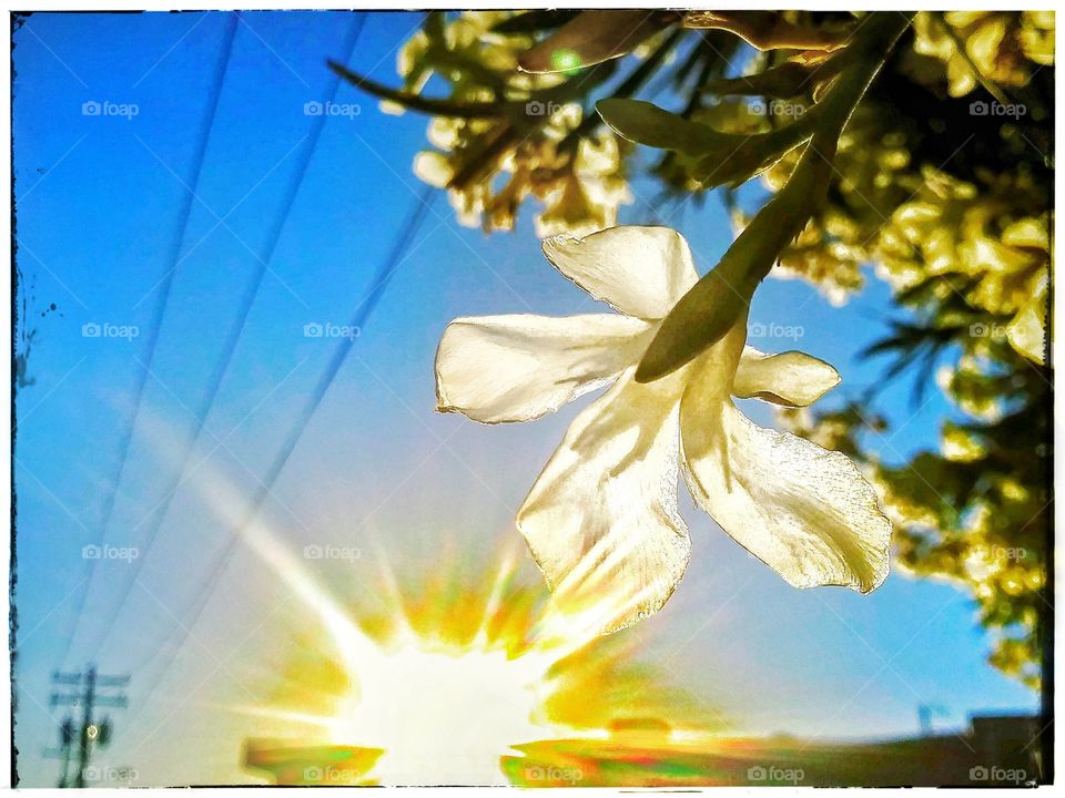 Oleander Flower White Flower Backlit from Sunburst in Evening at Sunset Sundown