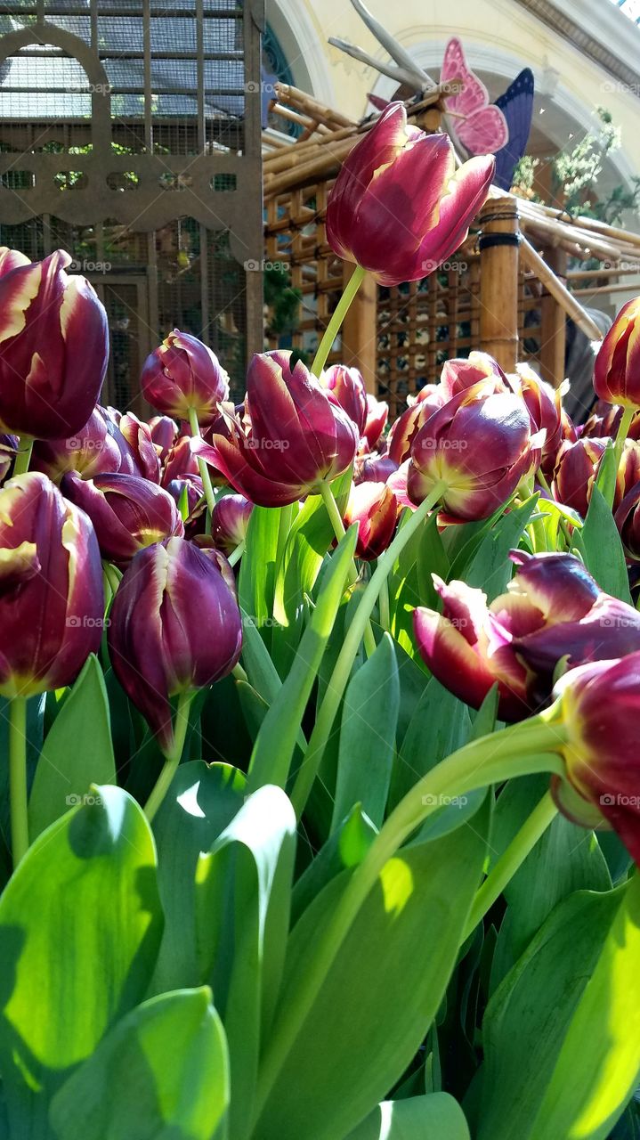 Beautiful  Tulips