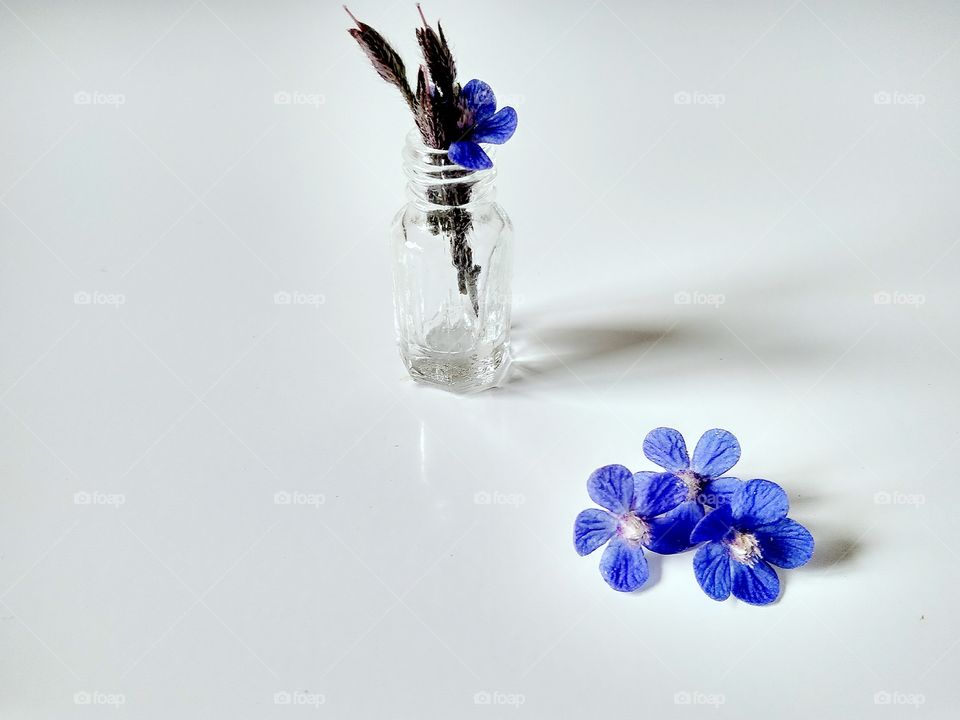 рerfect Рroduct рhoto by foaр missions,blue flowers in a glass bottle