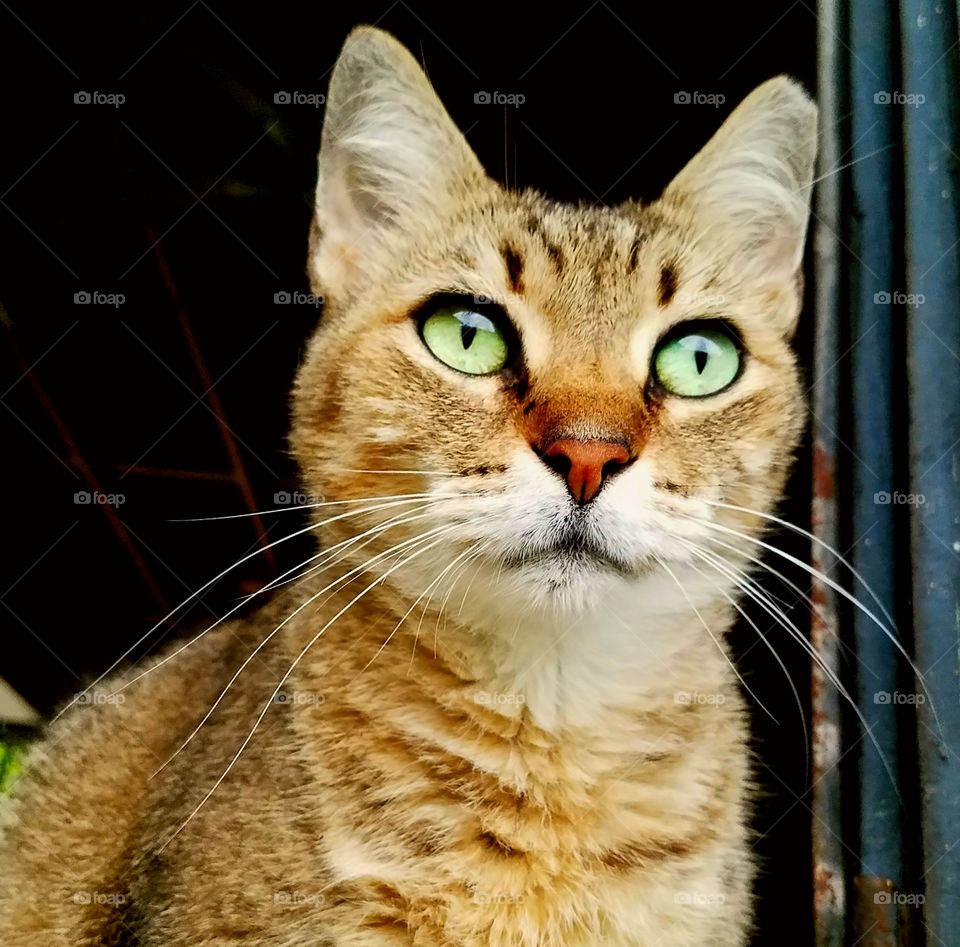 tabby cat with green eyes