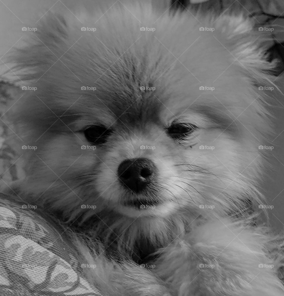 Cute Pomeranian Dog (Murphy) 
Photo captured with Motorola G6