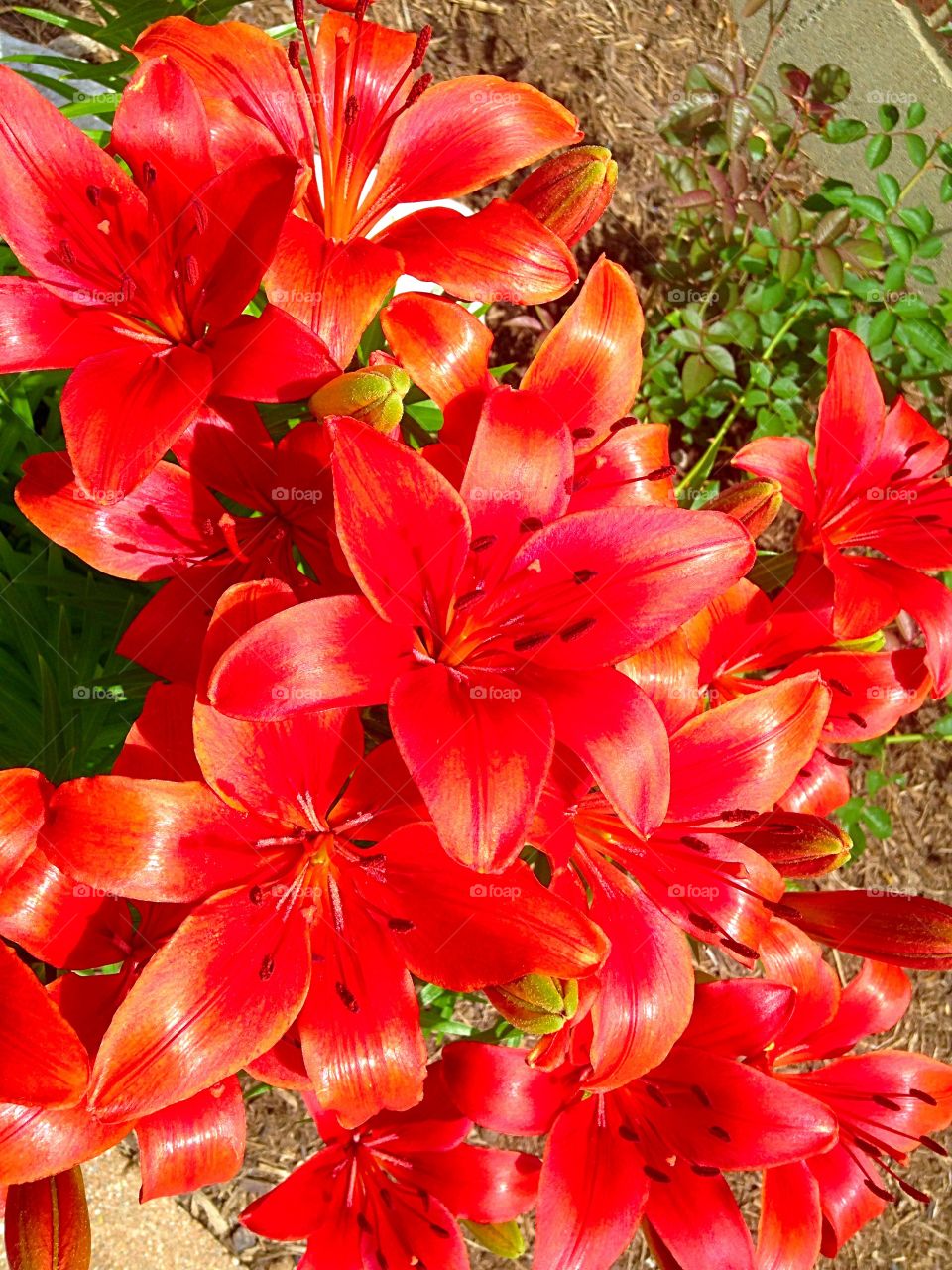 Red blossoms . Red flowers at the Local Rec Center