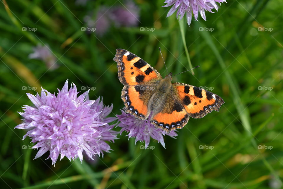 Nature, Flower, Garden, Insect, Summer
