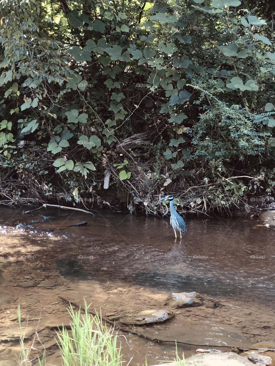 Little blue heron standing in the shallows of Black Creek. 