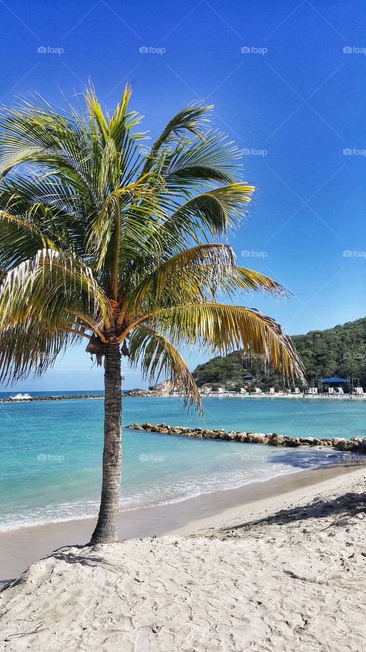 palm tree haiti beach