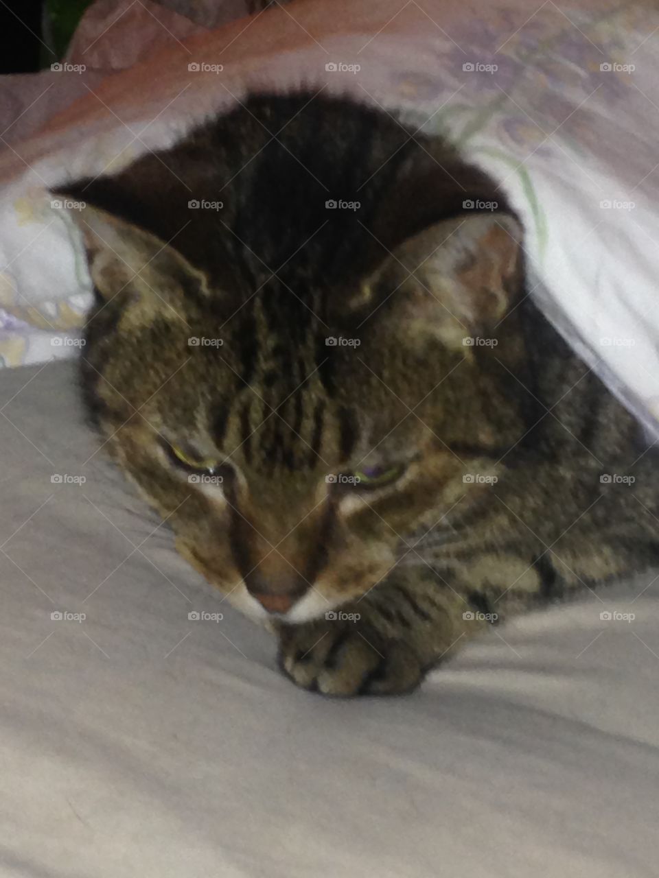 Mia (our Scottish Wildcat/Bengal mix) tucked in under the bedclothes for a nap