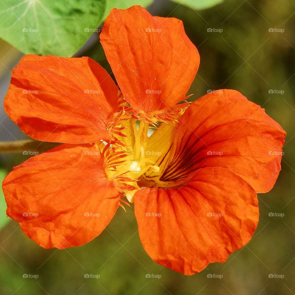 an orange flower called capuchinha in Brazil in the garden