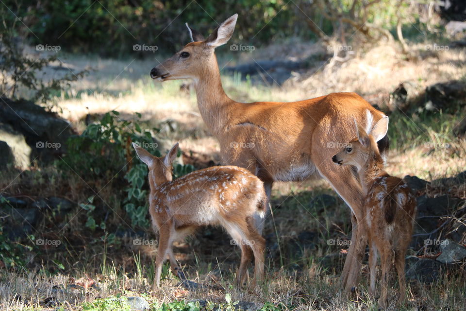 Deer family 