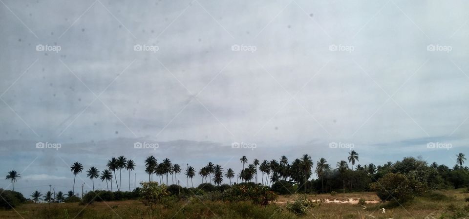 Pernambuco coast, Brazil