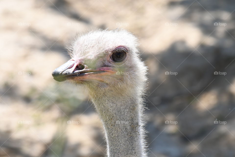 ostrich