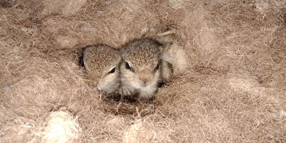 baby squirrel 🐿️