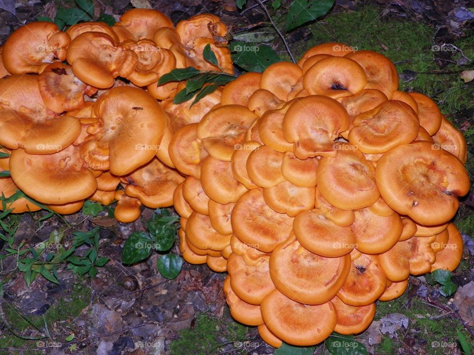 Giant Orange Mushrooms - Virginia