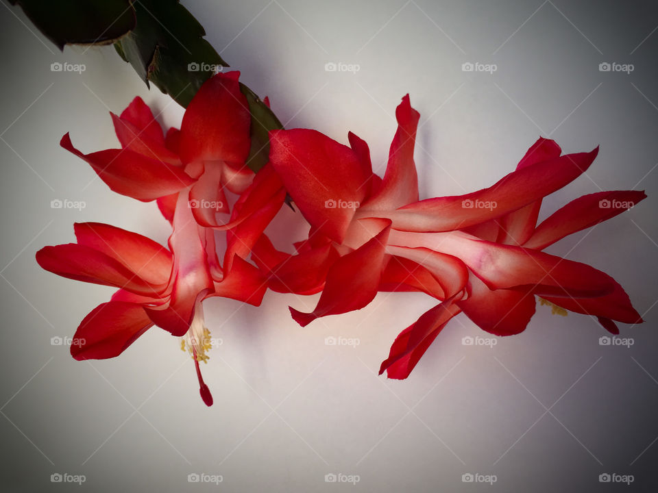 Christmas Cactus