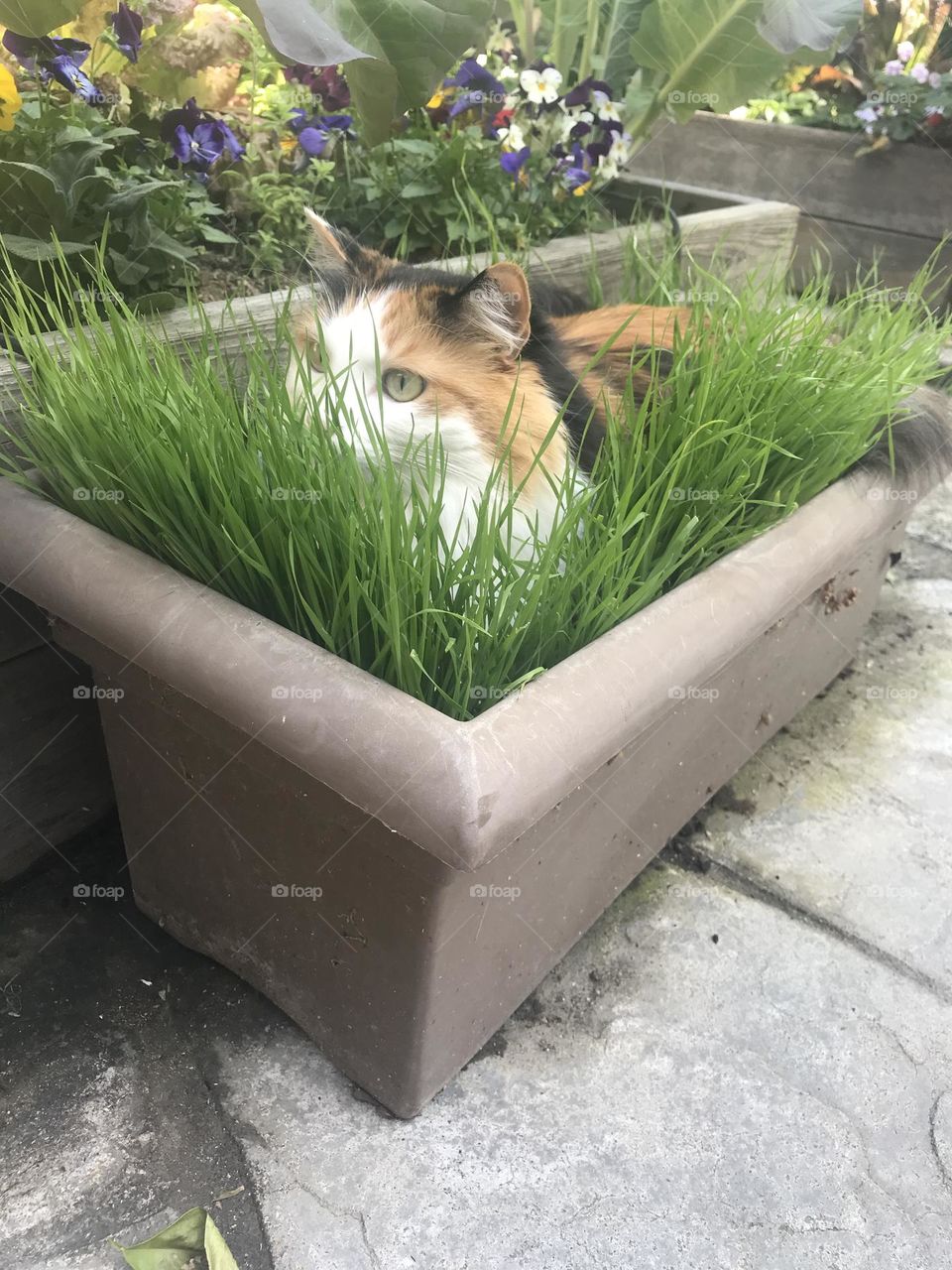 This calico cat likes to relax in a planter box full of wheatgrass.