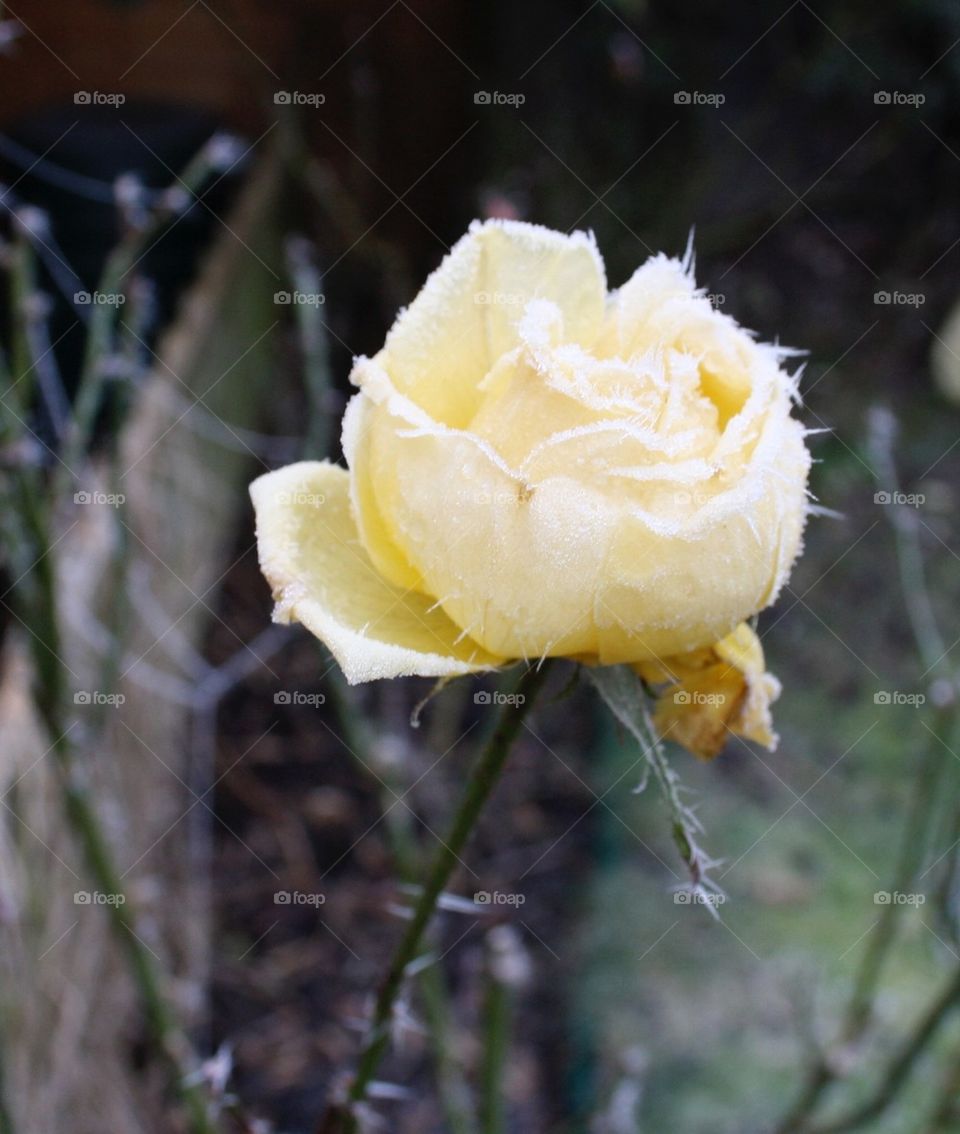 Yellow rose