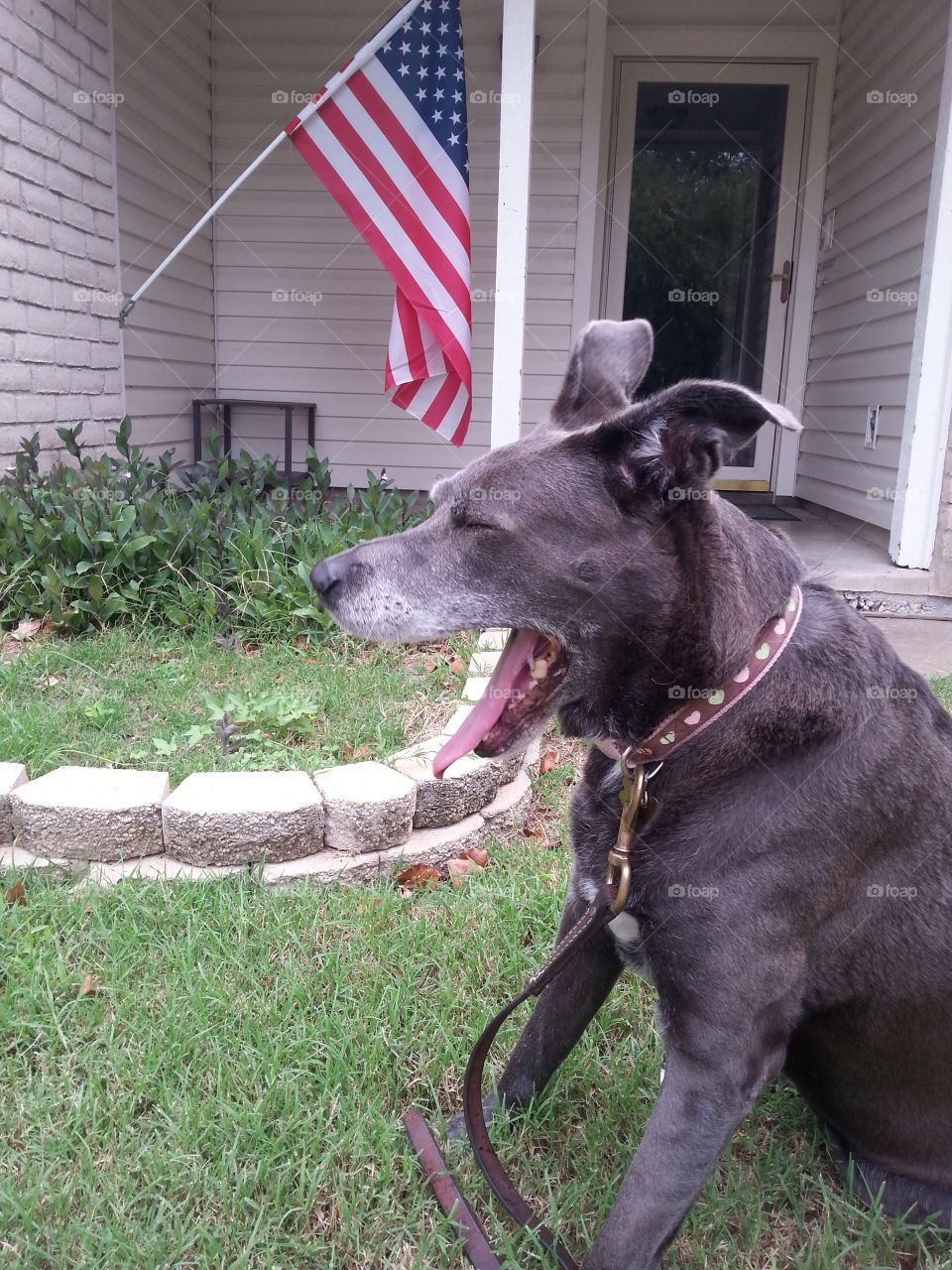 yawning patriotic senior pup