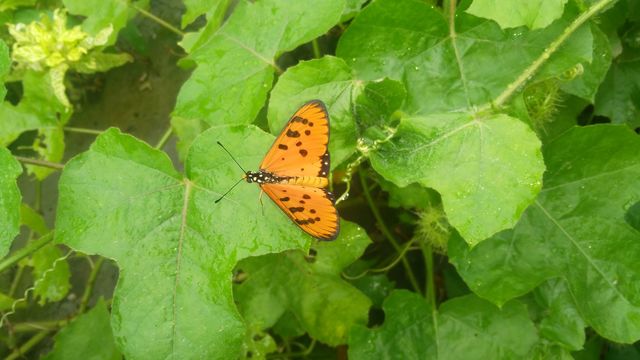 The picture of a very beautiful beautiful butterfly, which often sucks the juice of flowers, it is often the sunflower Are found in fruits.