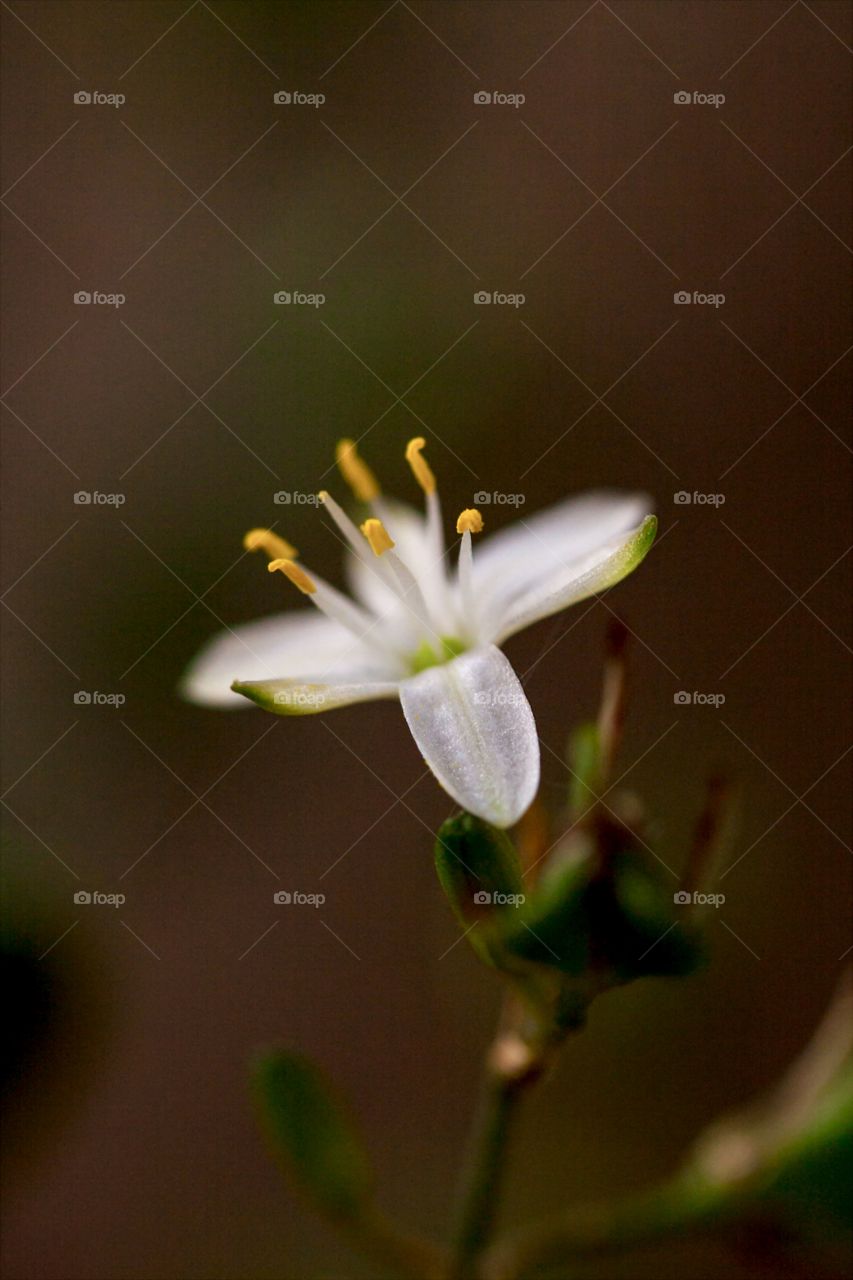 Macro small flower 