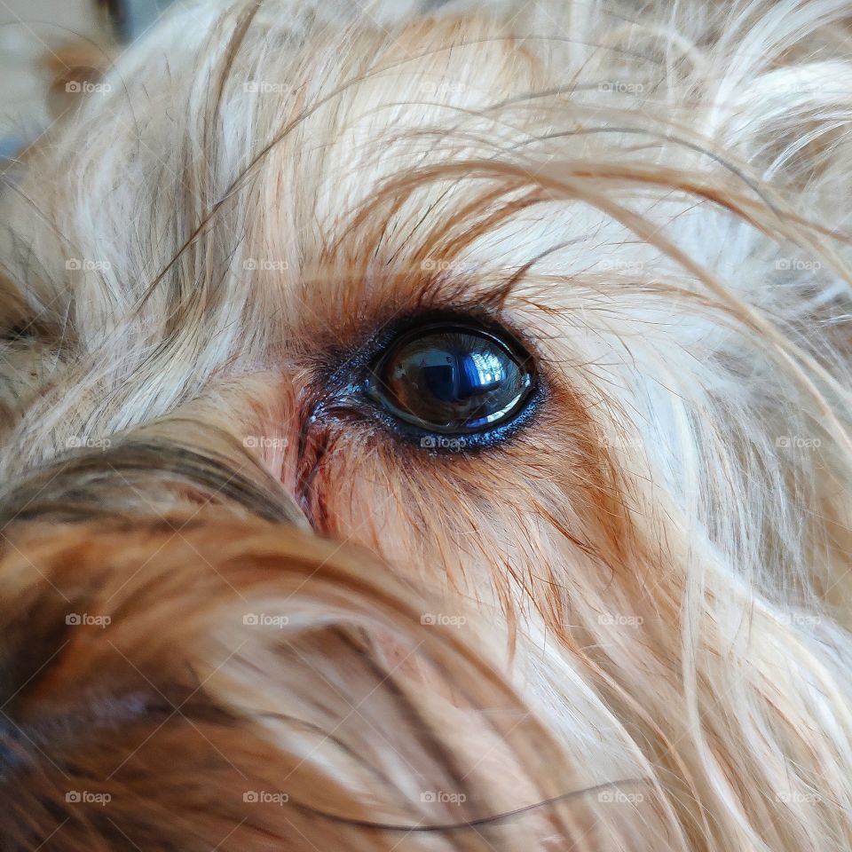 Dog's eye