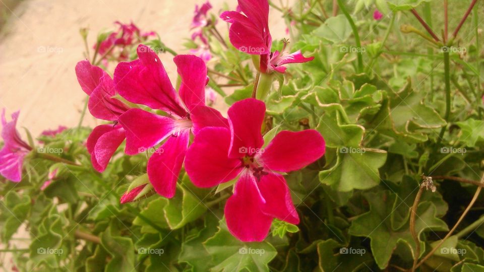 blossom flowers