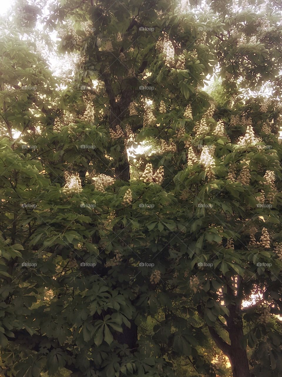 HorseChestnut Tree - Central Park, New York City. Instagram,@PennyPeronto