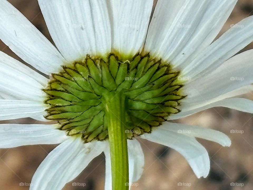 Daisy Under Side