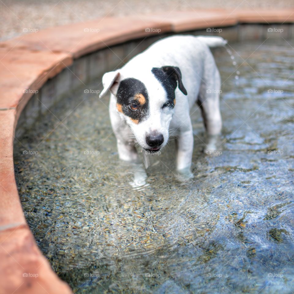 Bruno the Jack Russell Terrier in his swimming pool.
