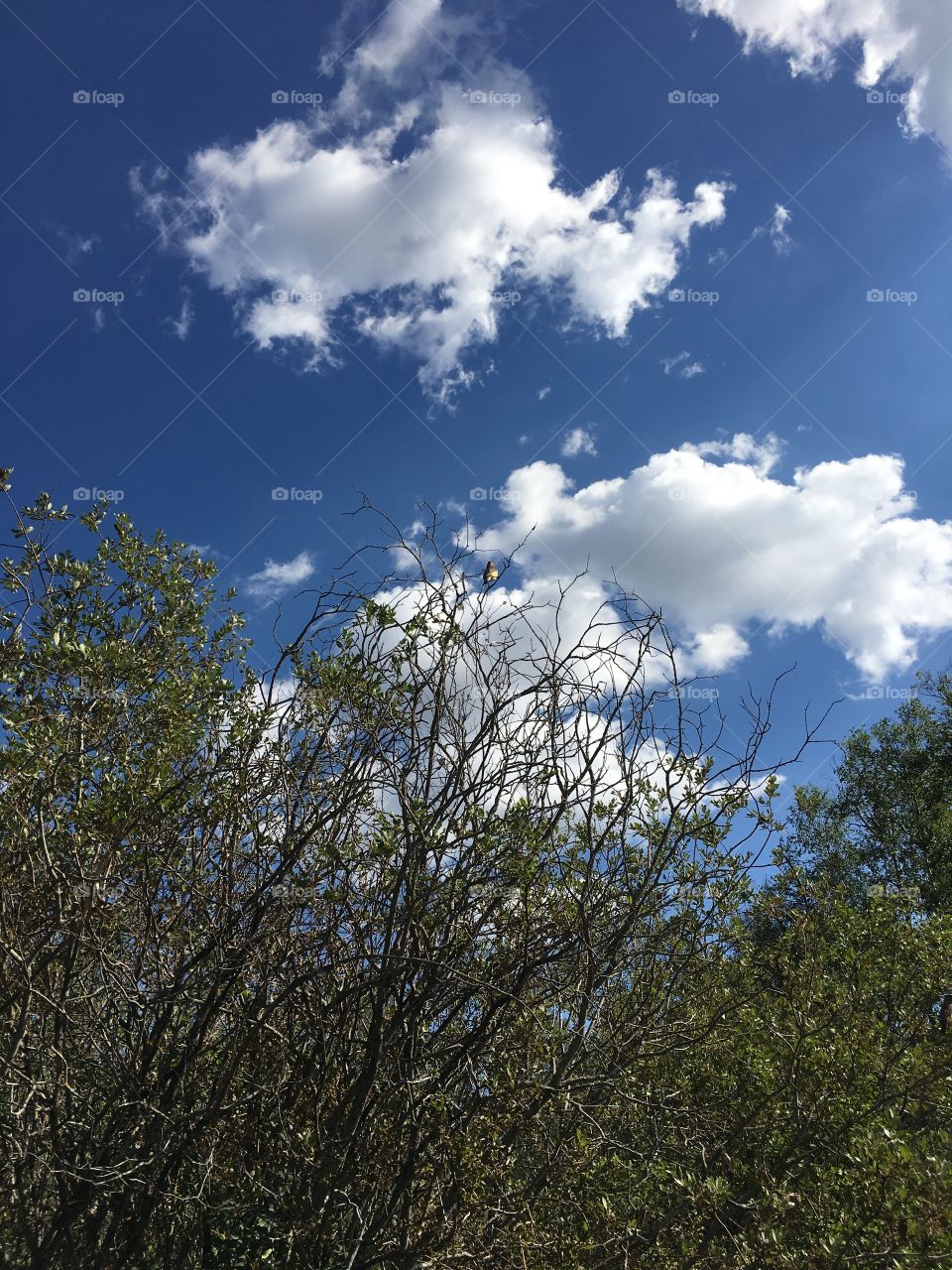 Tree, Landscape, Nature, Sky, No Person