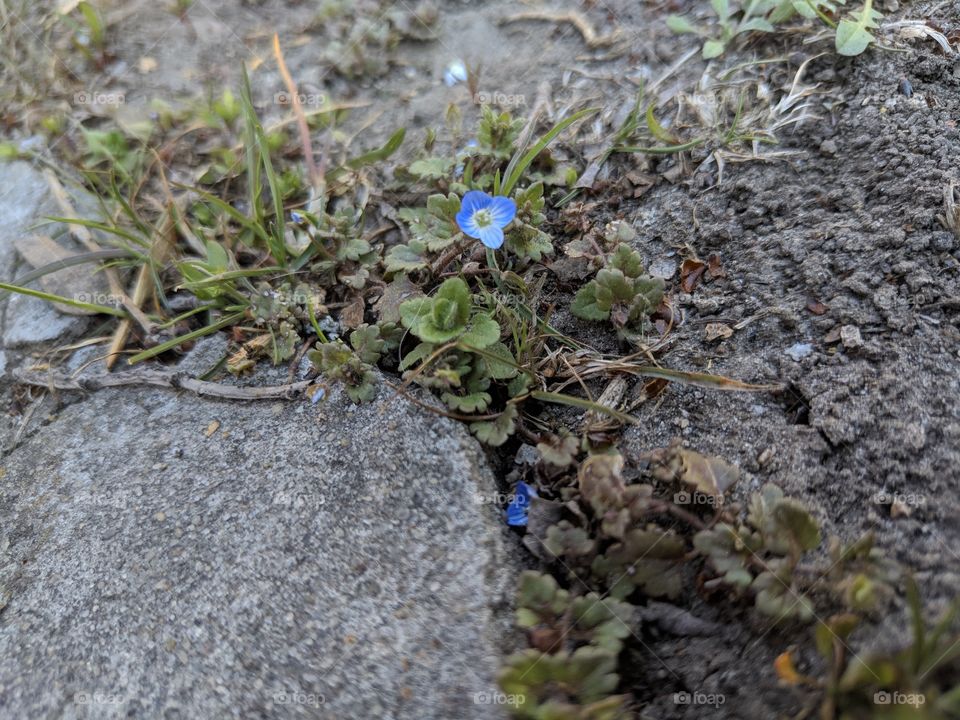small flower
