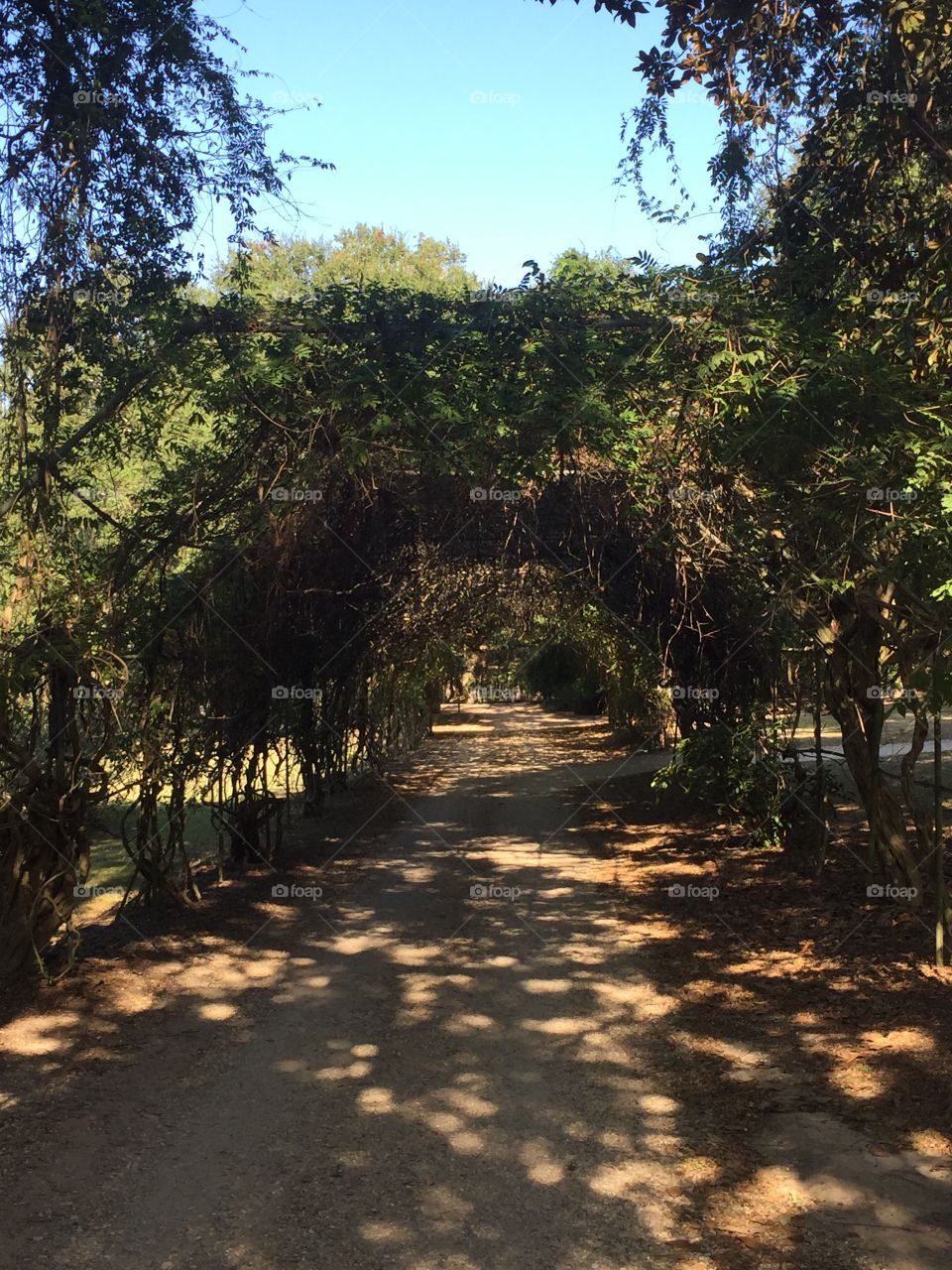 Jungle archway path