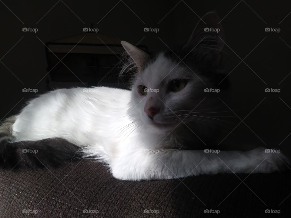 Cloud, a handsome white cat, lounging on the couch's arm