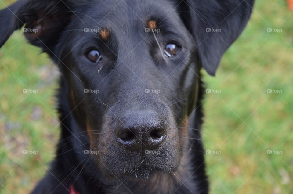 dog looking at my camera