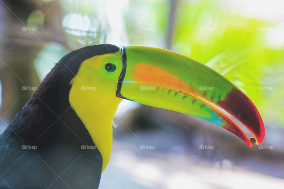 Close-up of a bird