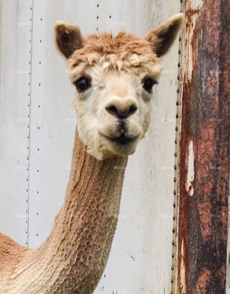 Alpaca close up