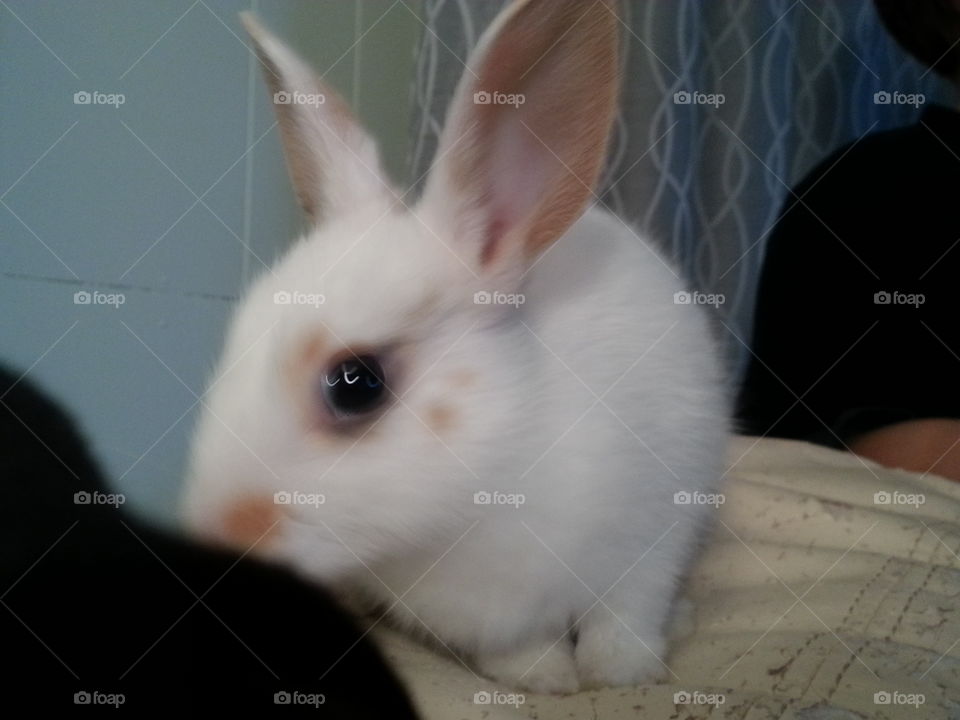 Rabbit, Bunny, Cute, Mammal, Easter