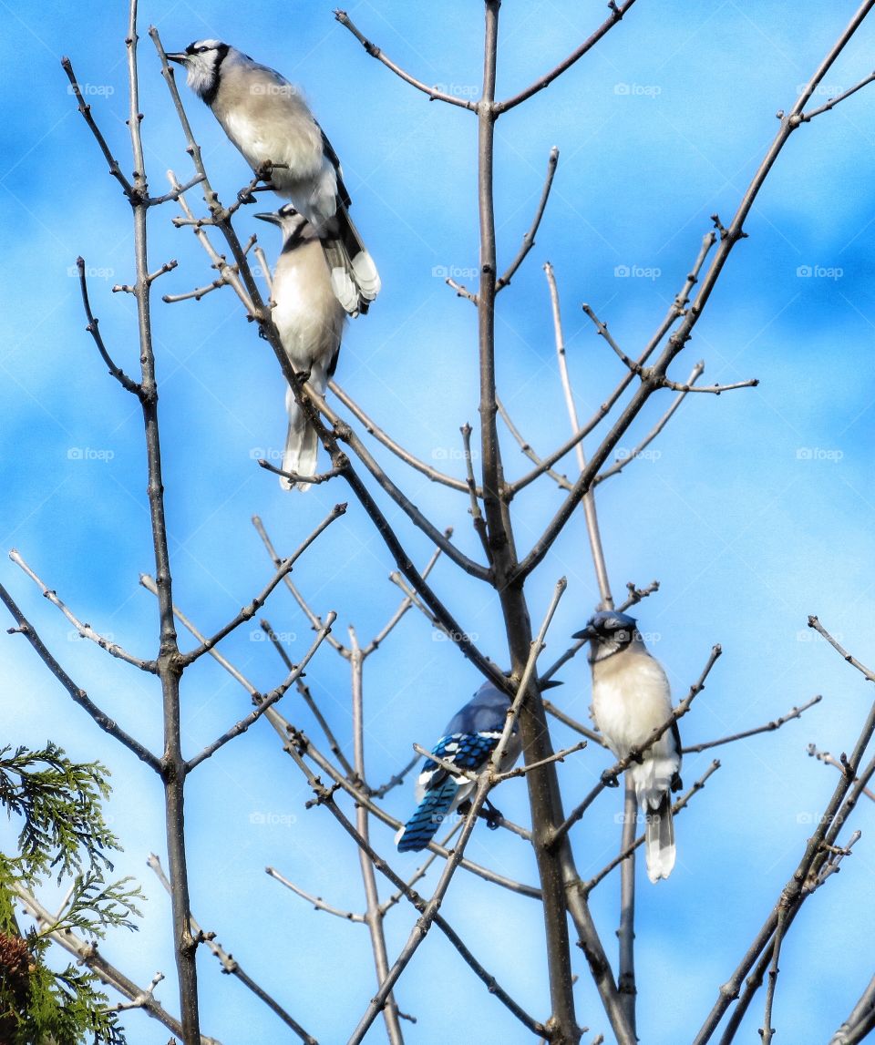 Blue Jays 